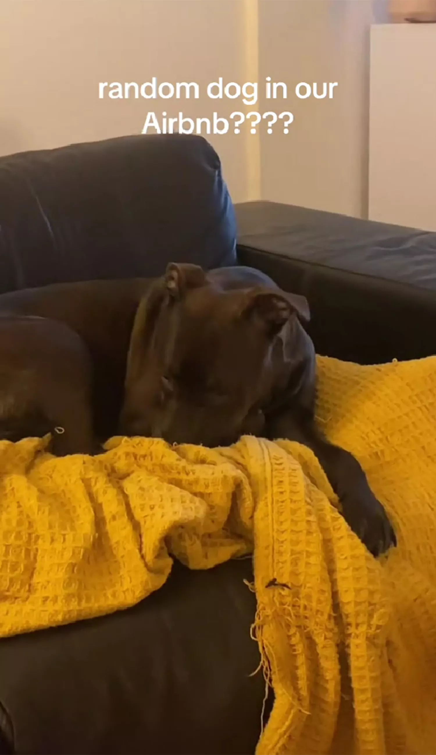 Photograph of a dog sitting on a couch. A caption over the dog reads "random dog in our airbnb?"