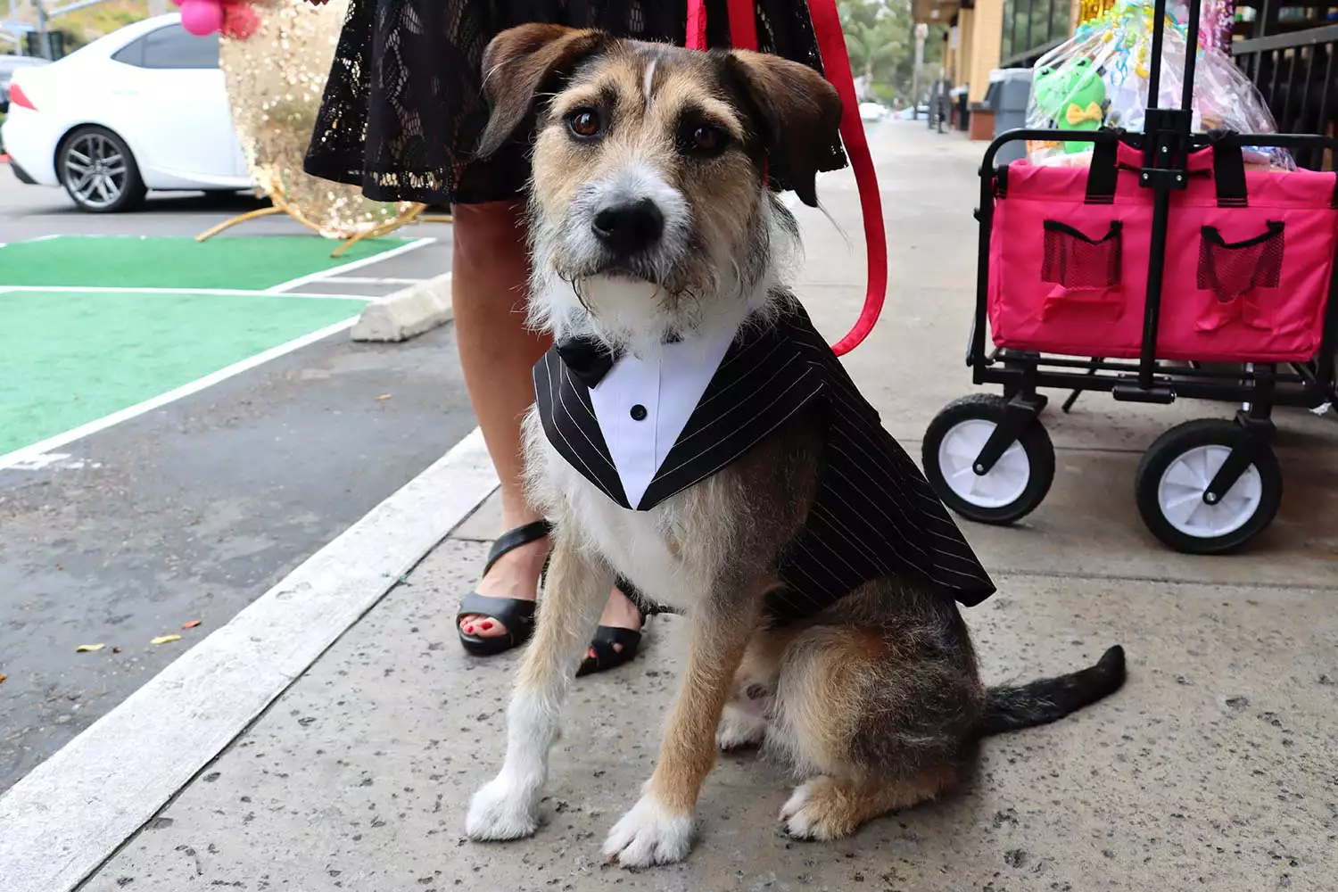 Dog wearing a tuxedo