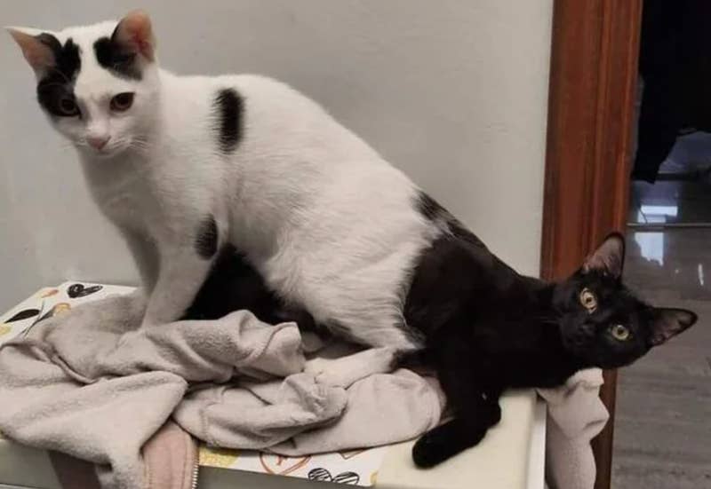 Photograph of a white cat and a black cat sitting together. Due to confusing perspective, it appears to be just one cat with a head at each end.