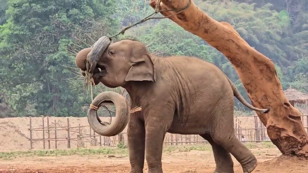 Elephant sticks her trunk through a car tire tied to a tree
