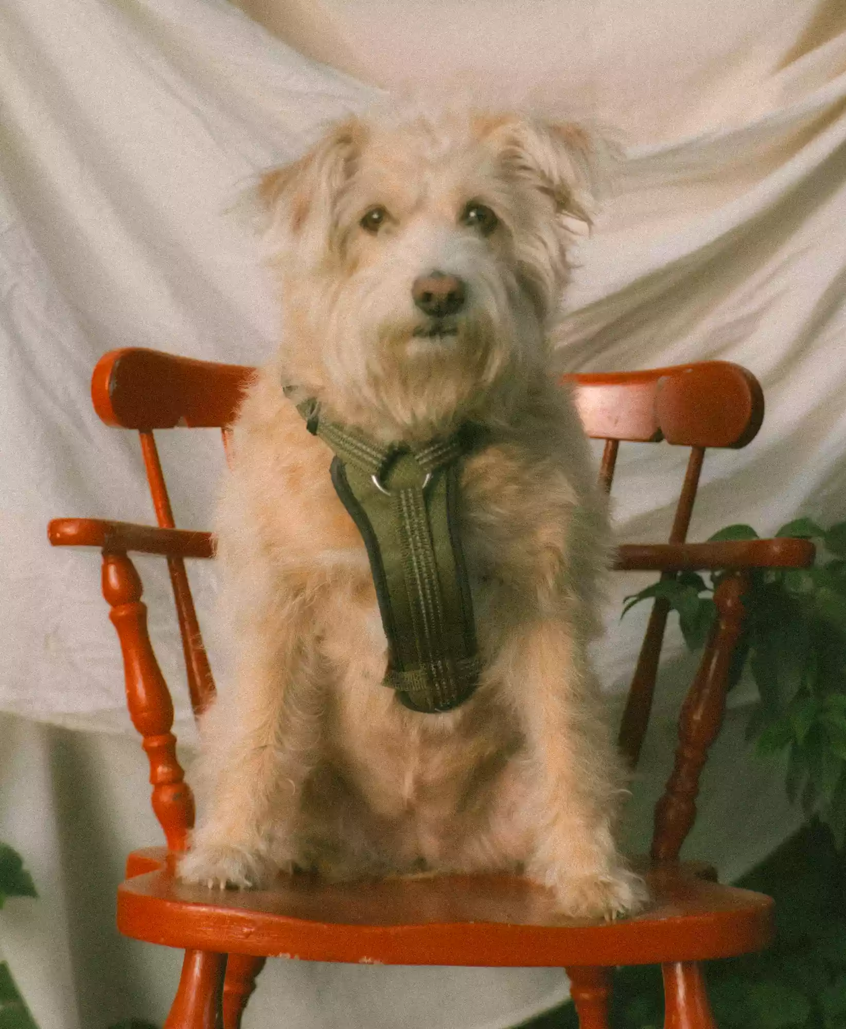 A dog sitting in a red wooden chair