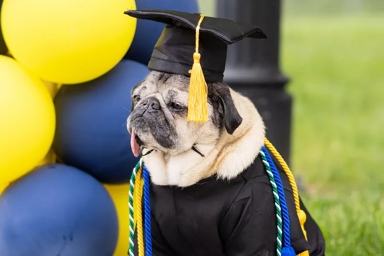 Pug dog wearing a graduation robe and cap. The dog's tongue is dangling from his mouth.