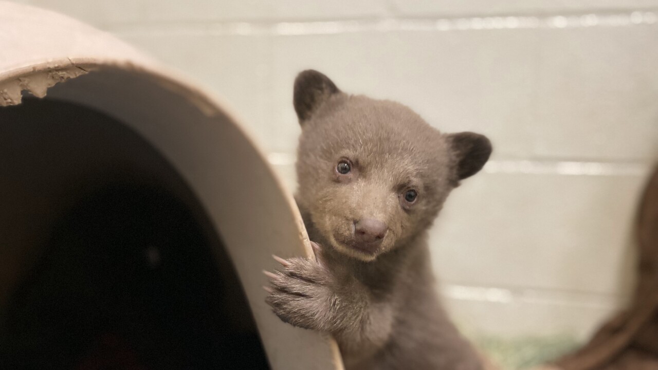 Bear cub looks coyly at the camera