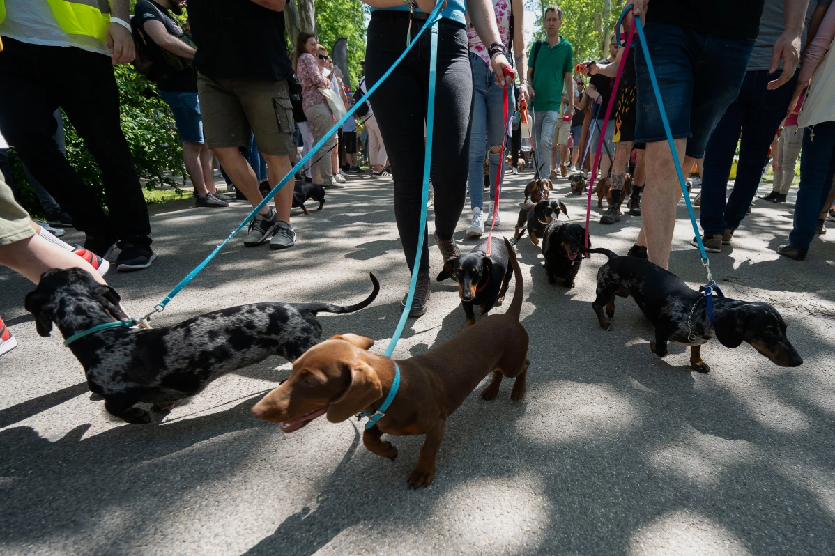 Many dachshund dogs being walked on leashes