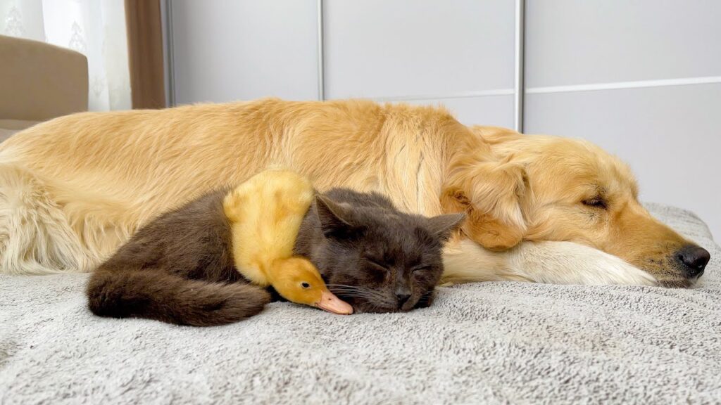A golden retriever dog, a black cat, and a yellow duckling sleep together on a white bed
