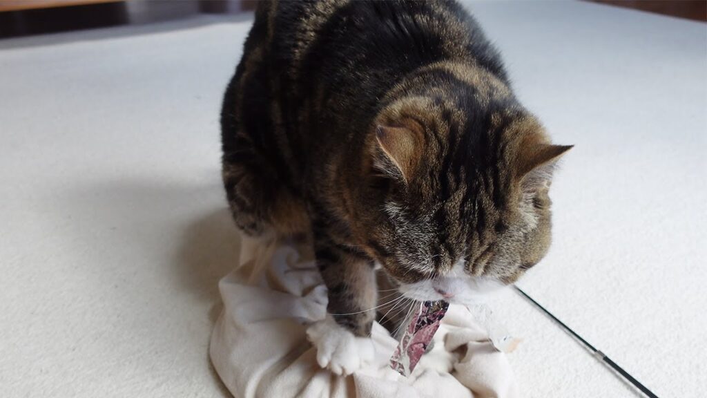 Maru the cat kneads a worn-out white pillow.