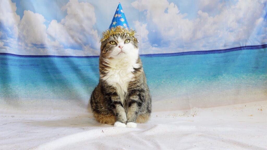 Maru the cat sits in front of a cloth backdrop of a beautiful beach, wearing a pointy birthday hat.
