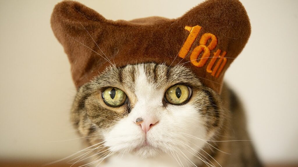 Close up photograph of the face of Maru the cat, wearing a hat with "18th" embroidered onto it.