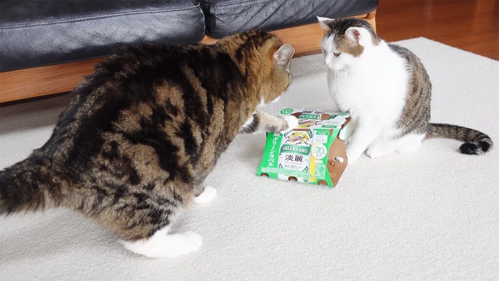 Two cats sit on either side of an empty green beer box