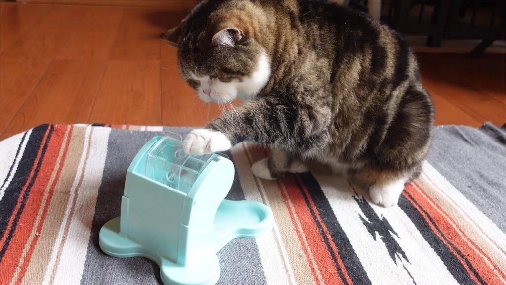 Maru the cat investigates a blue plastic toy that dispenses snacks.