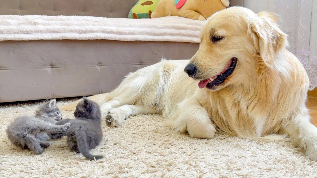 A large golden retriever dog watches two kittens play fighting on a carpet next to him