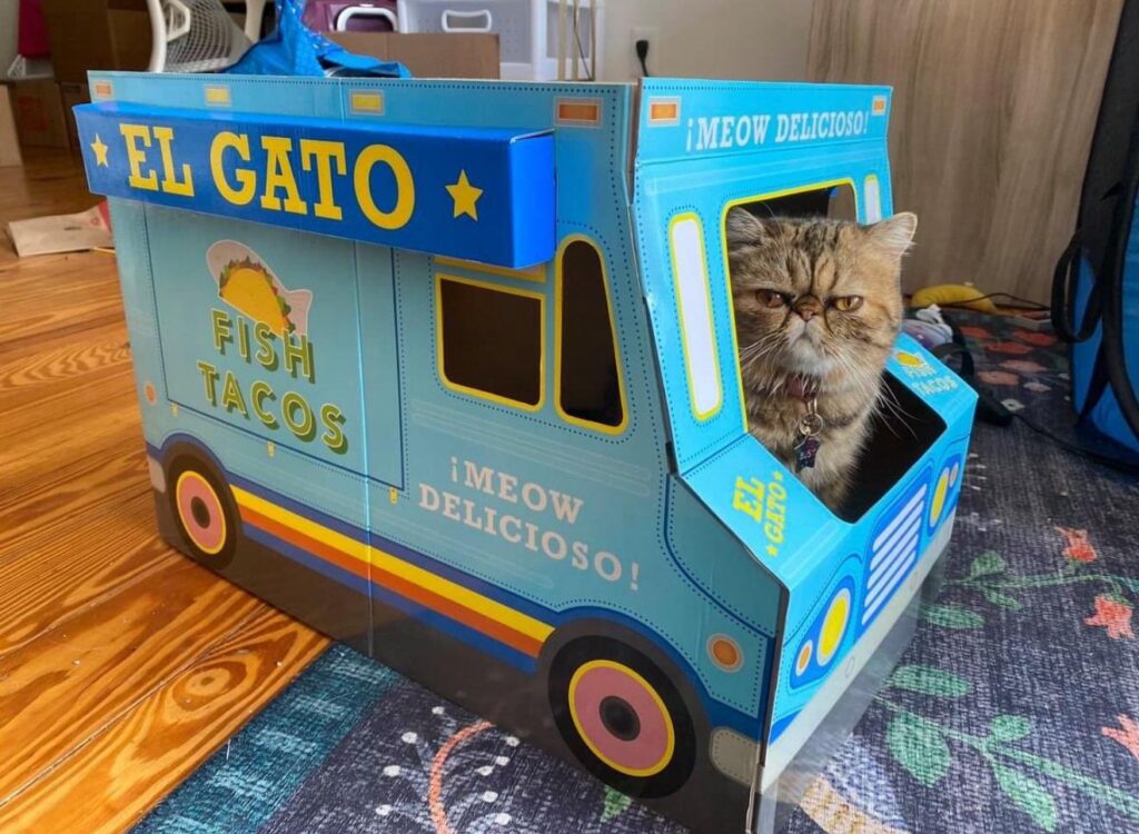 Cat with a dour looking expression on its face sits inside a cardboard cat toy that looks like a food truck.