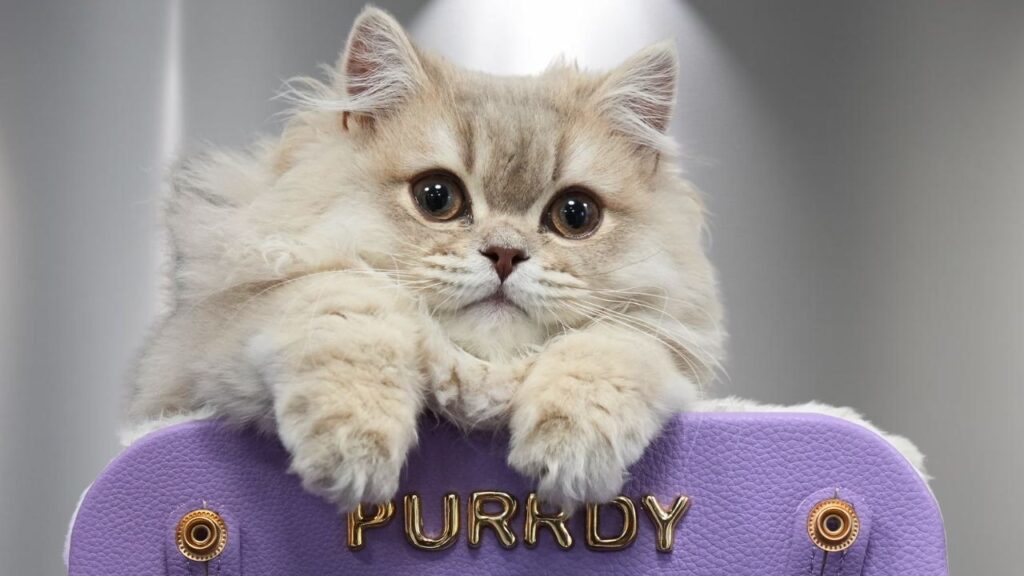 A white long hair kitten emerges from a purple cat carrier with the name Purrdy on it in gold letters