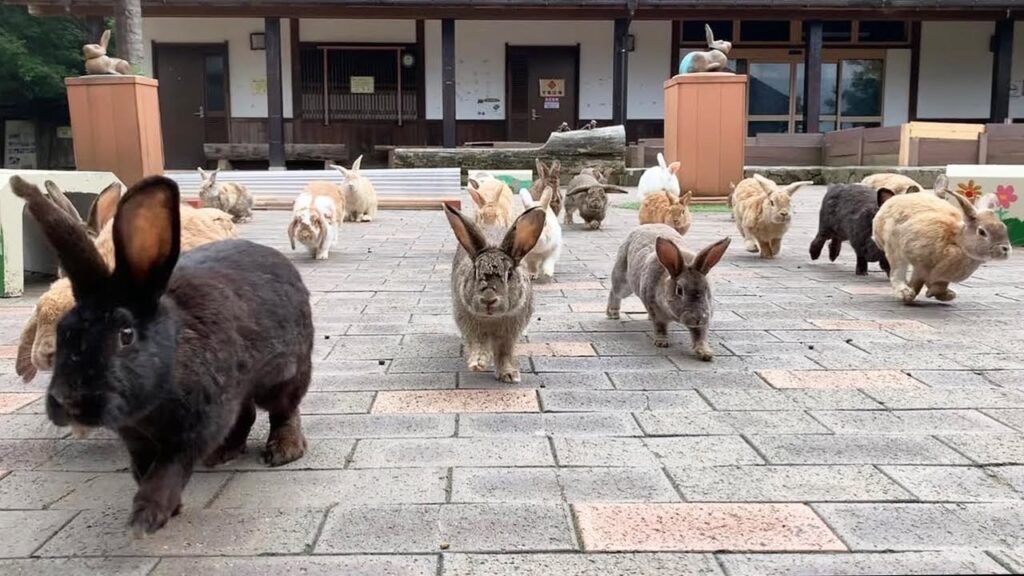 Over a dozen rabbits running towards you on a brick tiled courtyard