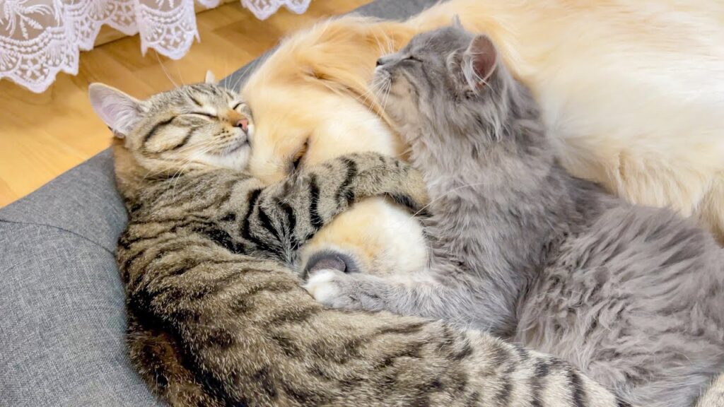 Two sleeping cats lie on top of a sleeping golden retriever.