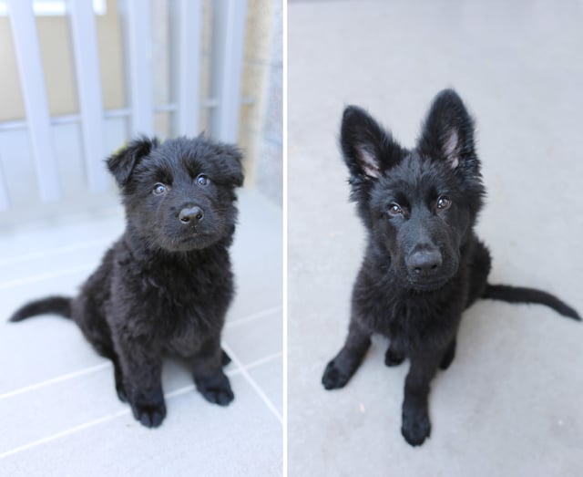 Two photographs of the same dog side by side. In the first photograph the dog's ears are floppy; in the second, the dog's ears stand straight up.