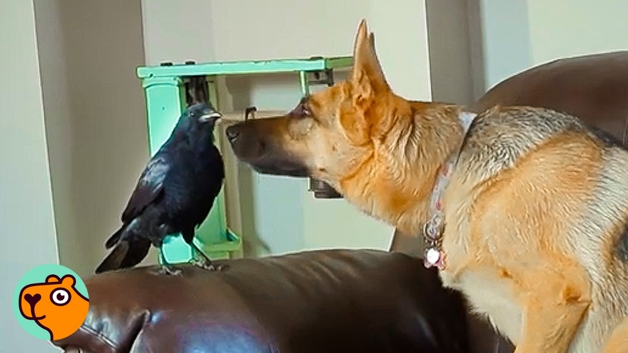 German shepherd dog sniffs a crow.