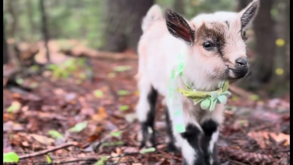 A baby goat wanders in the forest. Its fur is white but also looks a bit pink in places