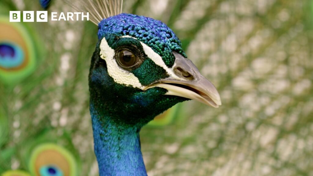 Close-up photo of the face of a peacock.