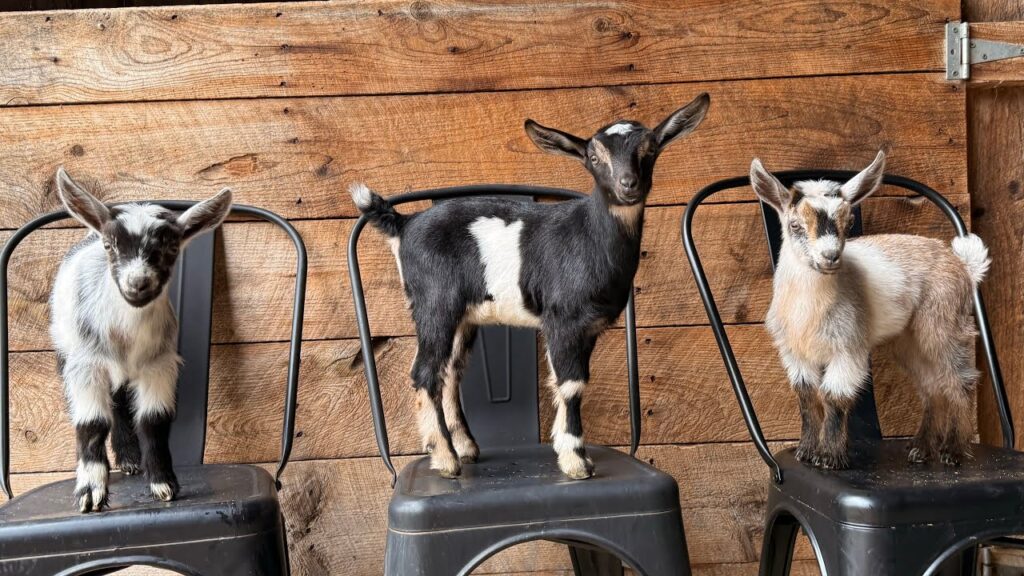 Three baby goats standing on three chairs