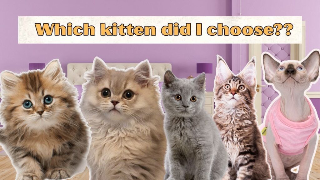 Photographs of five different kittens, underneath a headline "which kitten did I choose?"
