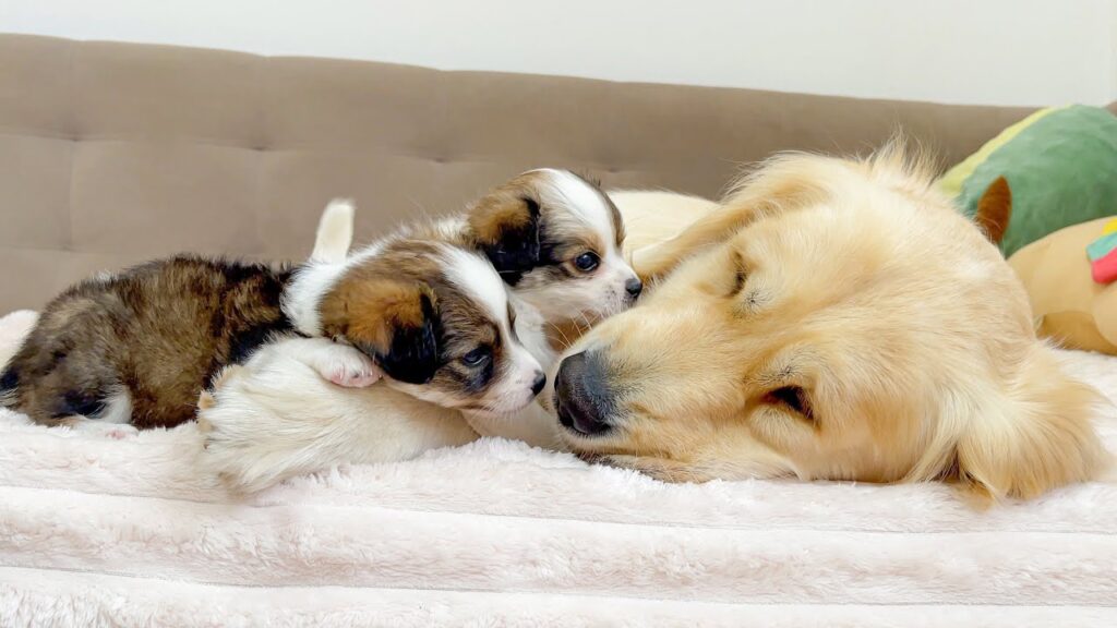 Two puppies investigate the nose of a sleeping golden retriever dog