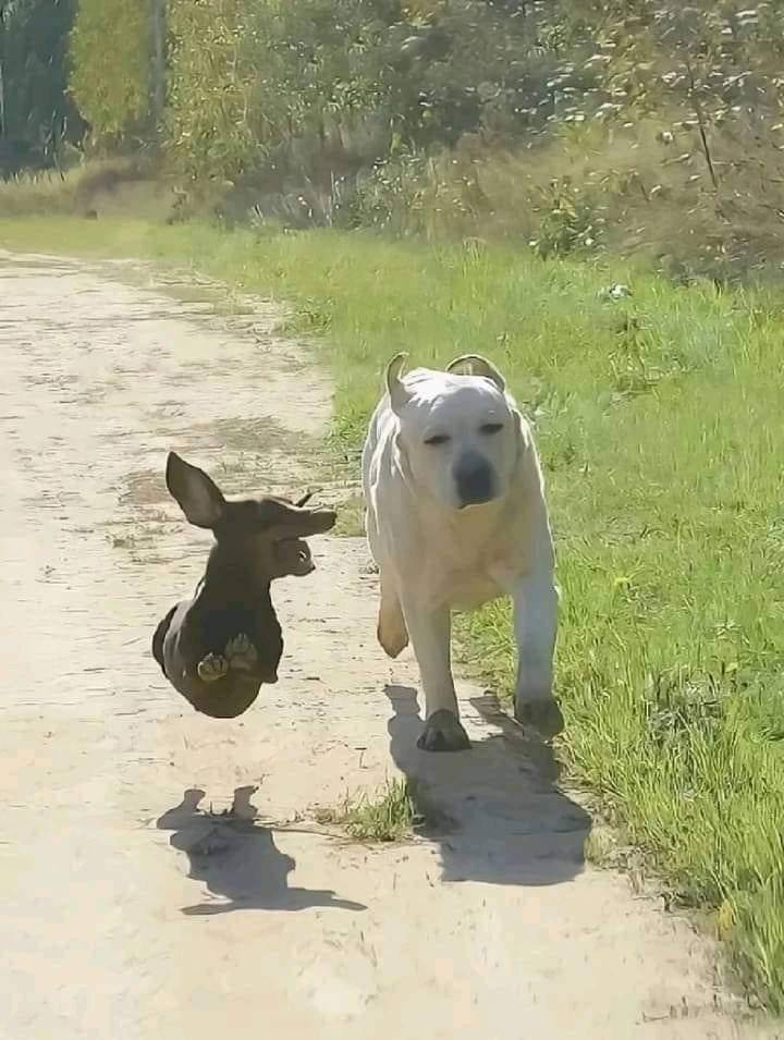 Photograph of two dogs running down a trail. The first dog, a dachshund, is captured in mid-leap and appears to be floating. The second dog, a white retriever, is looking a little tired.