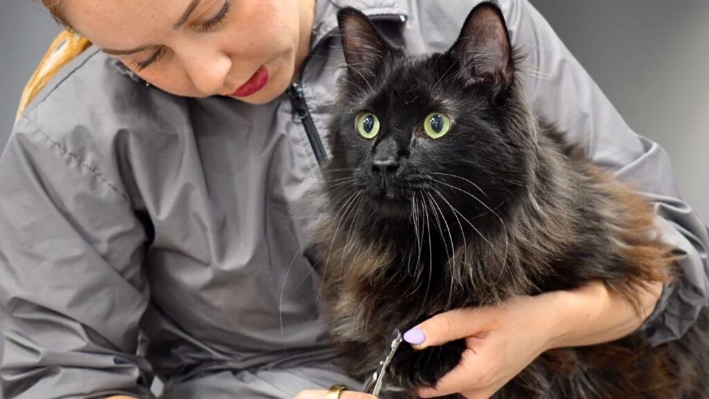A woman grooms a large black Maine Coon cat in a pet salon