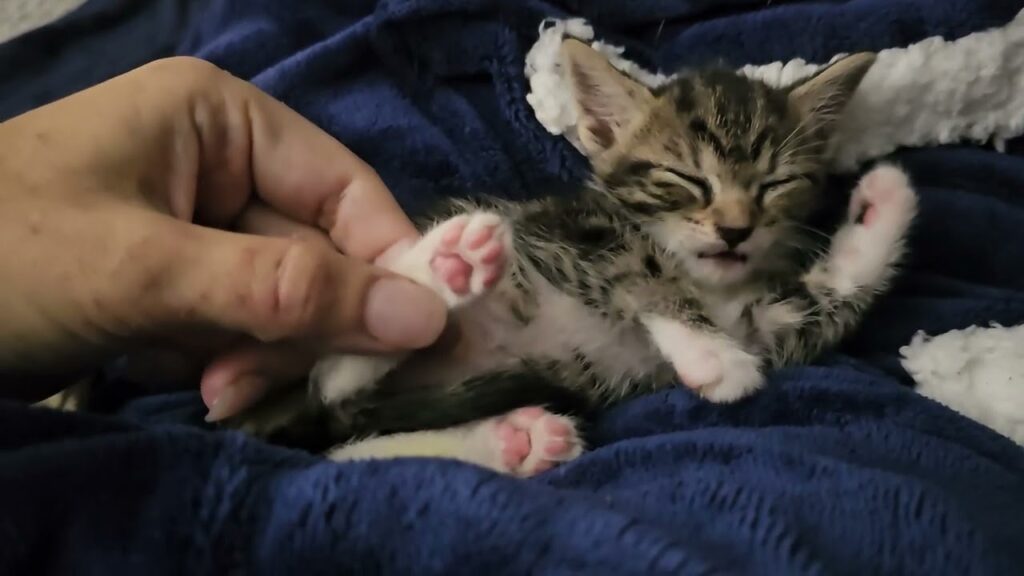 a kitten reclines with eyes closed as a human hand holds one of her feet.