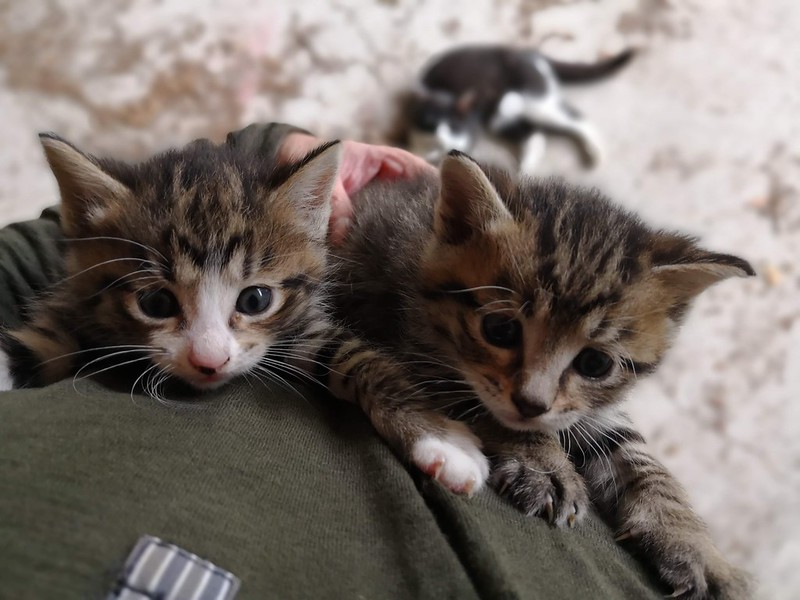 Two kittens photographed from above climbing up a pant leg. A third kitten sits on the floor in the background.