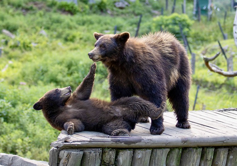 Two bears on a wooden platform. One bear lies on his back, raising one arm dramatically towards the other bear.