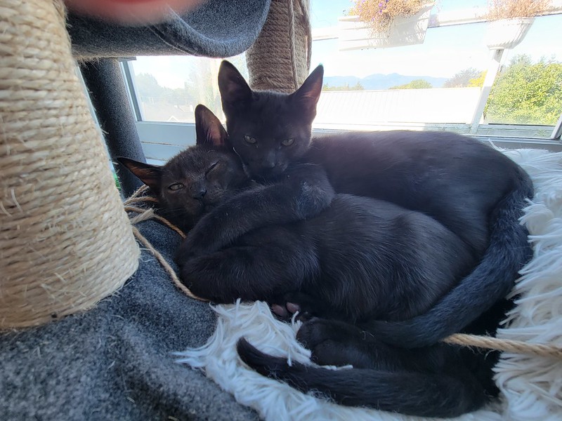 Two black kittens recline together and cuddle