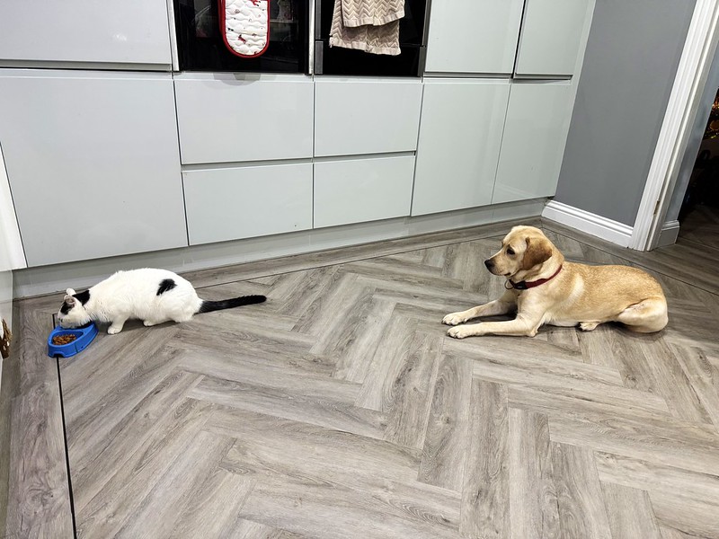 Dog sits on floor and patiently watches a cat eat from a food dish.