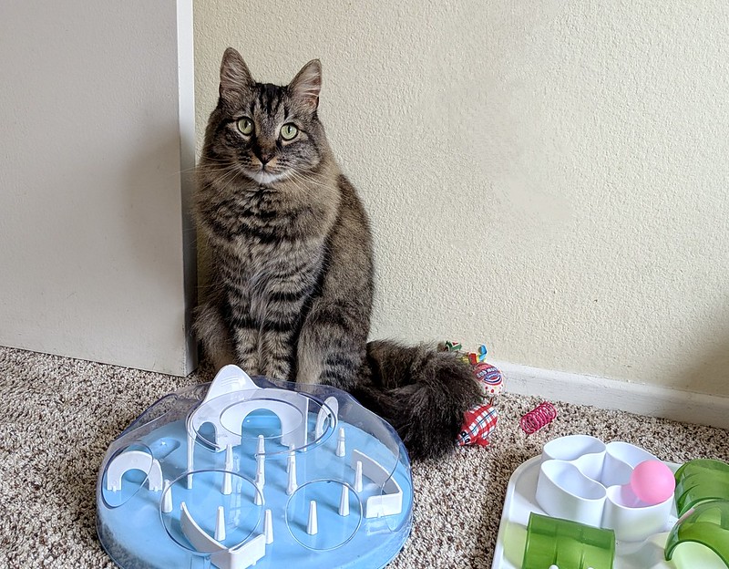 A dark gray cat stands behind a feeding toy with a plastic dome covering various white obstacles and objects