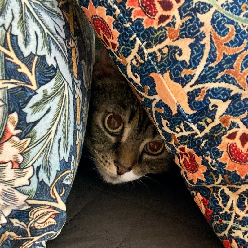 the face of a cat peeks out from underneath sofa cushions