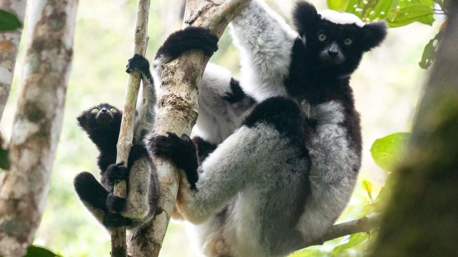 Lemur and infant lemur hanging from a tree