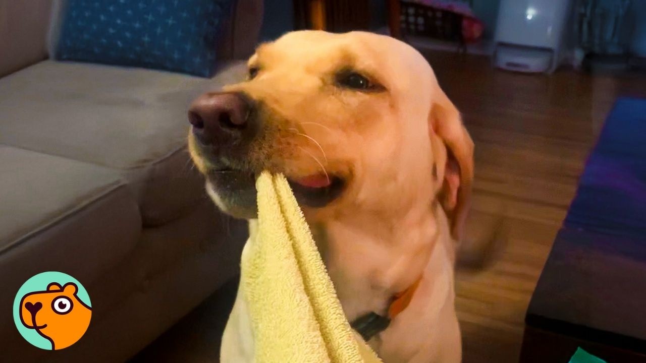 Golden retriever dog holds a yellow blanket in her mouth