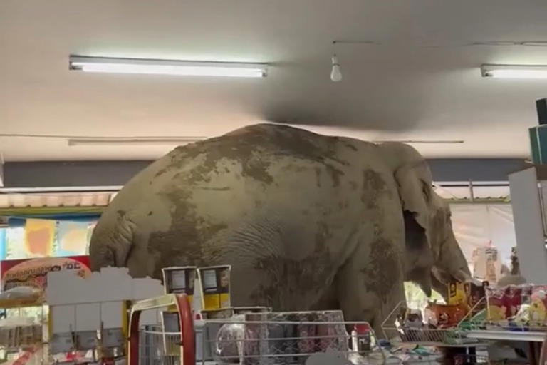 Large elephant inside convenience store