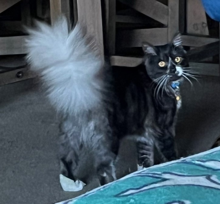 Cat with a very fluffy white tail pointing in the air.
