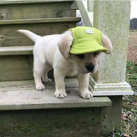 A small white puppy stands at the bottom step of an outdoor staircase, wearing a green sun visor on its head