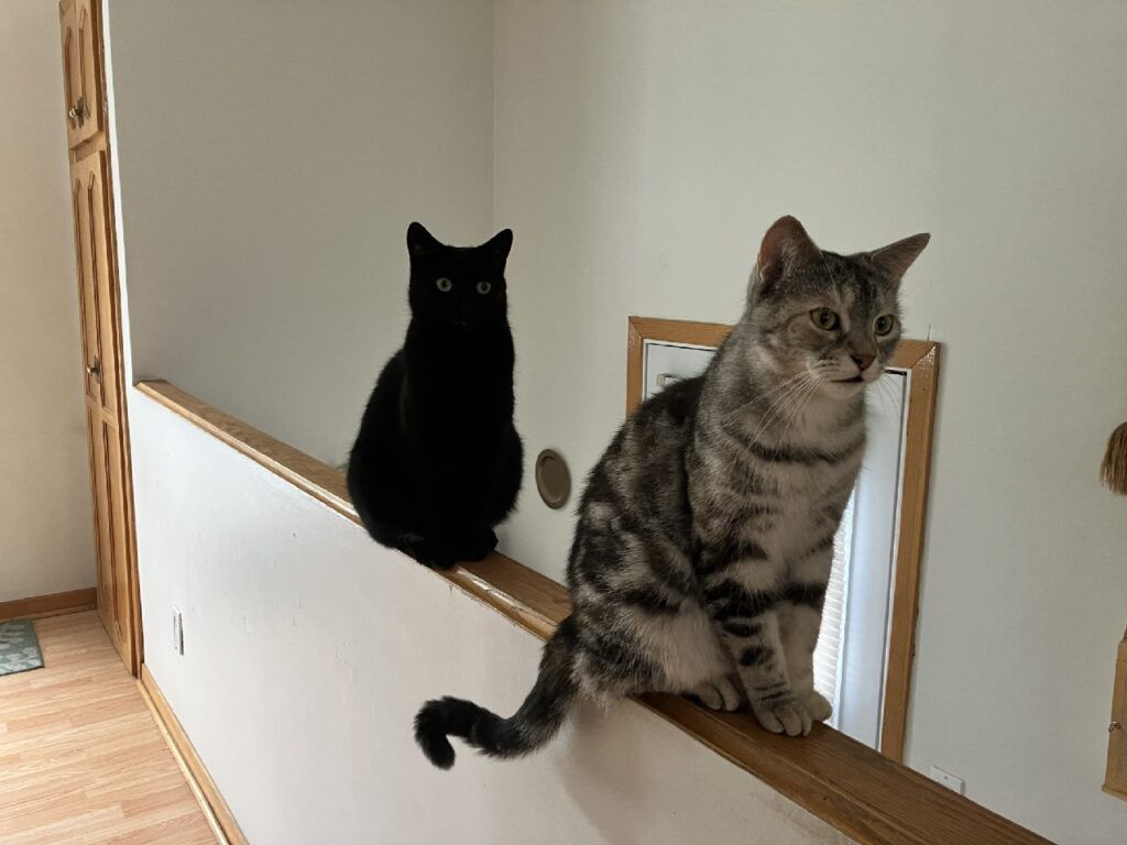 Two cats sit on a narrow wall inside a house