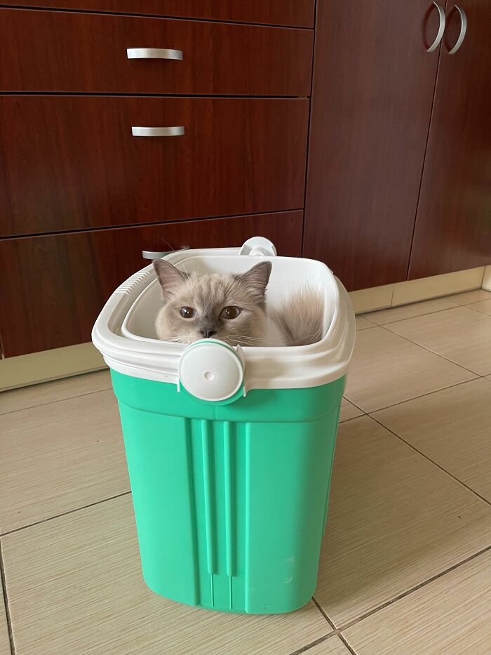 Cat peeks out from inside a portable cooler