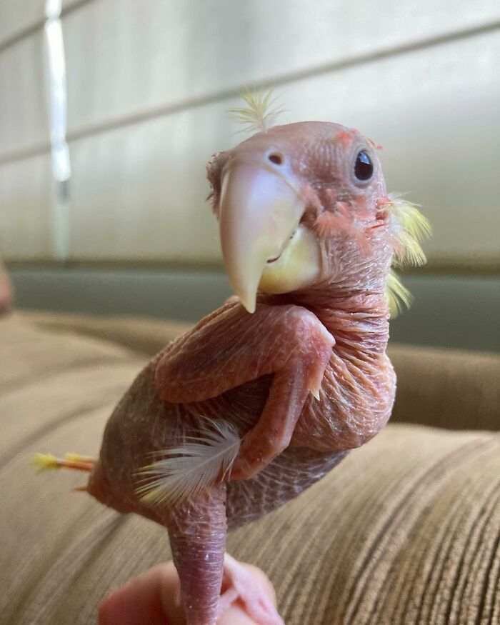 Small parrot with no feathers poses for the camera