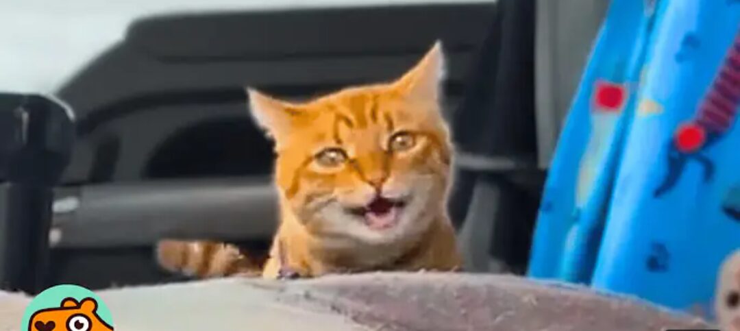 Close up of a happy looking orange cat