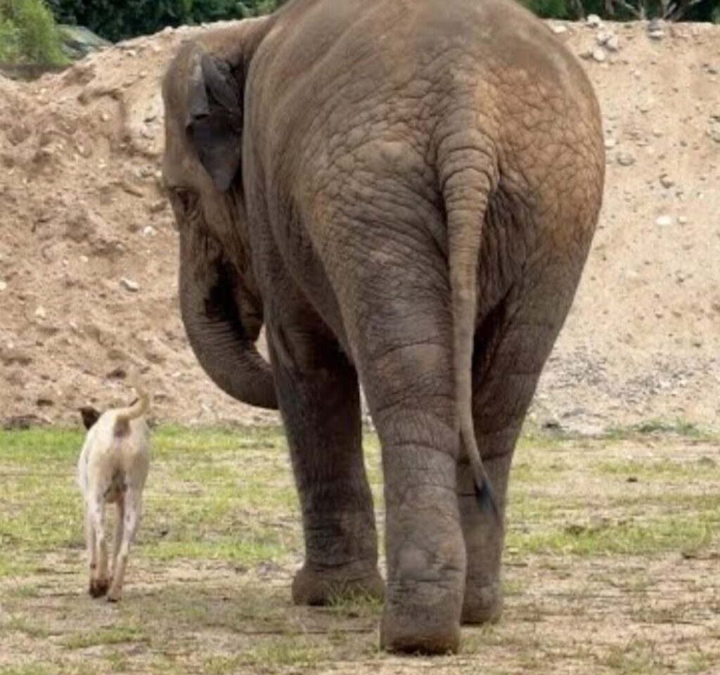 A dog and an elephant stroll a grassy field side by side
