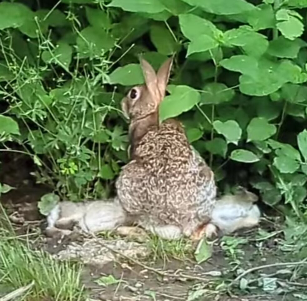 Female rabbit stands with her back to us while the legs of two of her children can be seen protruding from underneath her