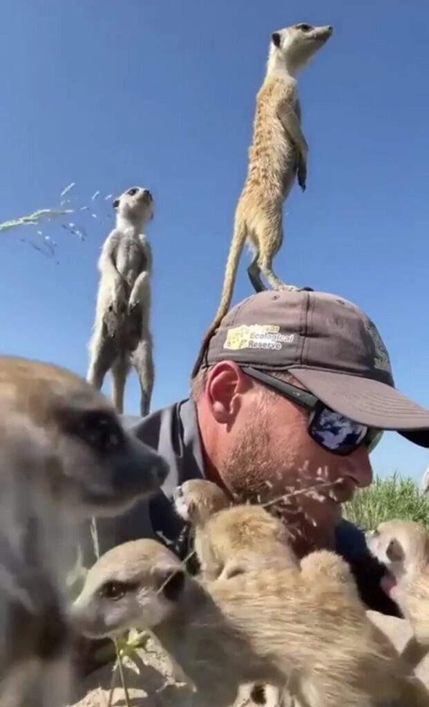 Two meerkats stand on the head of a bearded man wearing a baseball cap, seemingly oblivious to him