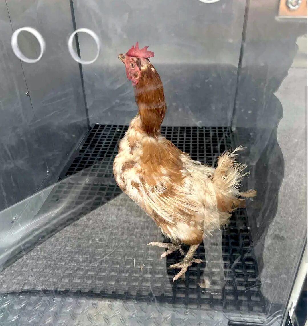 A chicken stands inside a protective cubicle