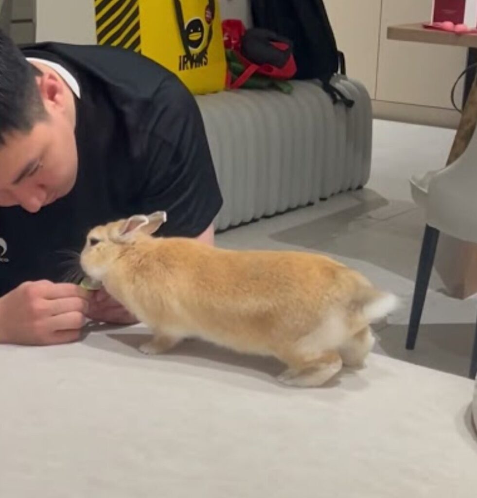A rabbit stretches its body forward to receive a snack from a person