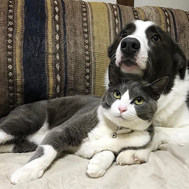 A black and white cat sits with its head under the head of a black and white dog